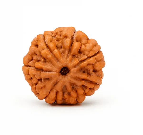 7_Mukhi_Rudraksh_Bead