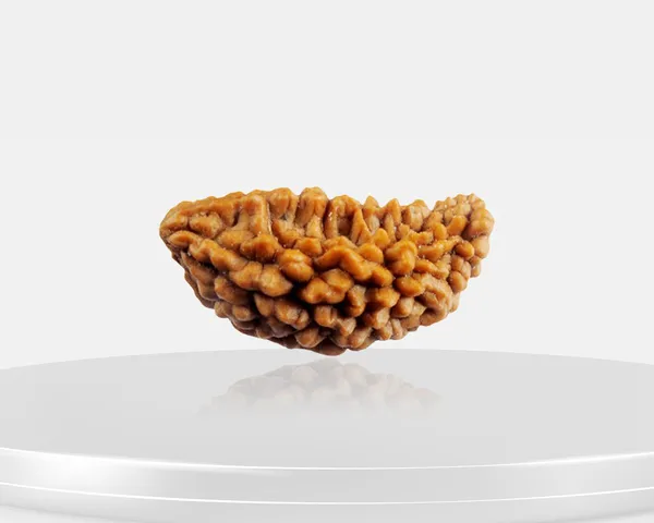 1_Mukhi_Rudraksh_Bead