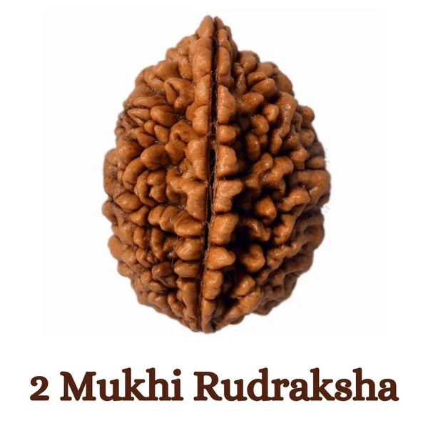 2_Mukhi_Rudraksh_Bead