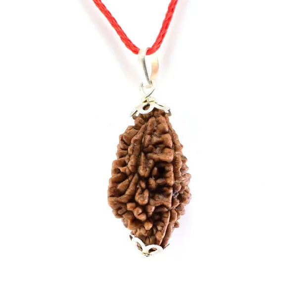 2_Mukhi_Rudraksh_Bead