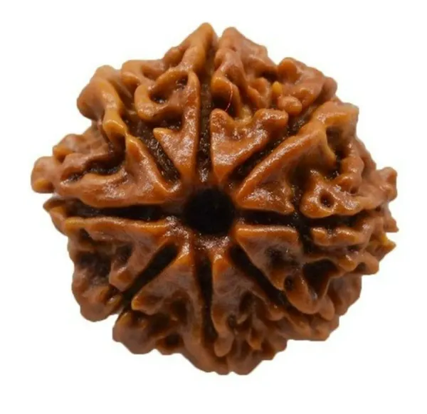 8_Mukhi_Rudraksh_Bead