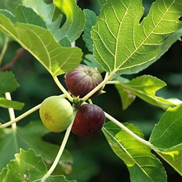 100%_Pure_And_Organic_Dried_Afghani_Anjeer_Figs_400_G__And_Fat_Free_And_Non_Gmo_Dried_Figs_Pack_Of_1