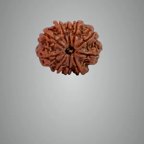 10_Mukhi_Nepali_Rudraksha