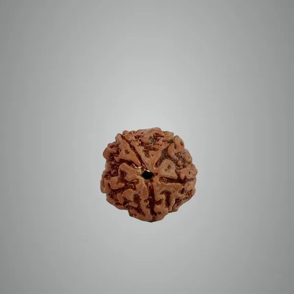 5_Mukhi_Nepali_Rudraksha