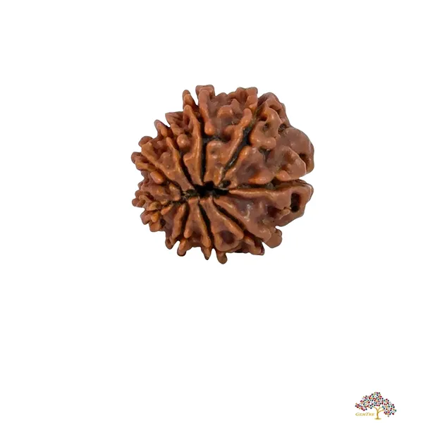 9_Mukhi_Nepali_Rudraksha