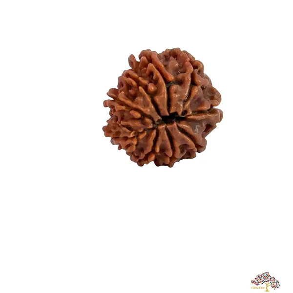 9_Mukhi_Nepali_Rudraksha
