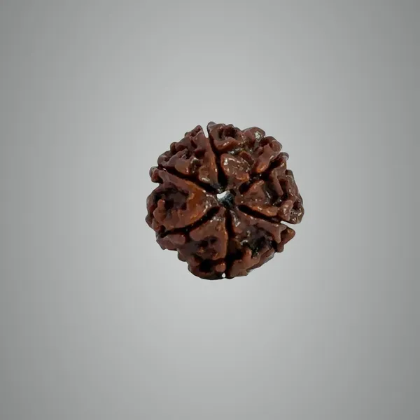 6_Mukhi_Nepali_Rudraksha