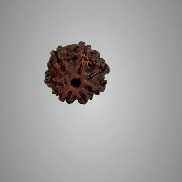 7_Mukhi_Nepali_Rudraksha