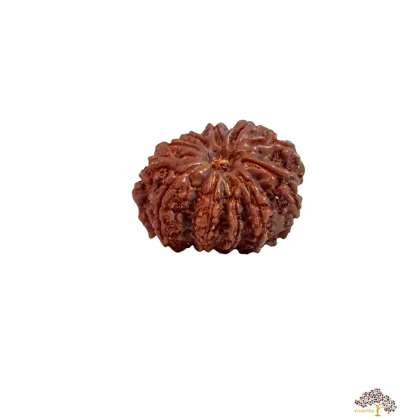 11_Mukhi_Nepali_Rudraksha