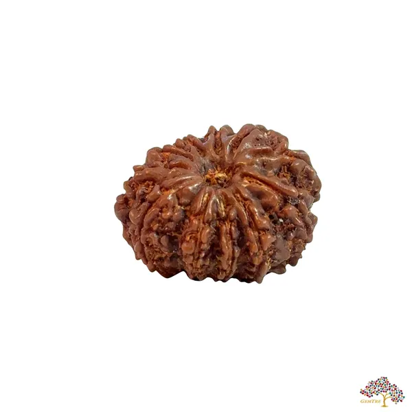 11_Mukhi_Nepali_Rudraksha