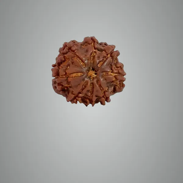 8_Mukhi_Nepali_Rudraksha