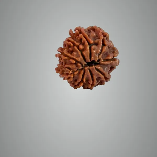 9_Mukhi_Nepali_Rudraksha