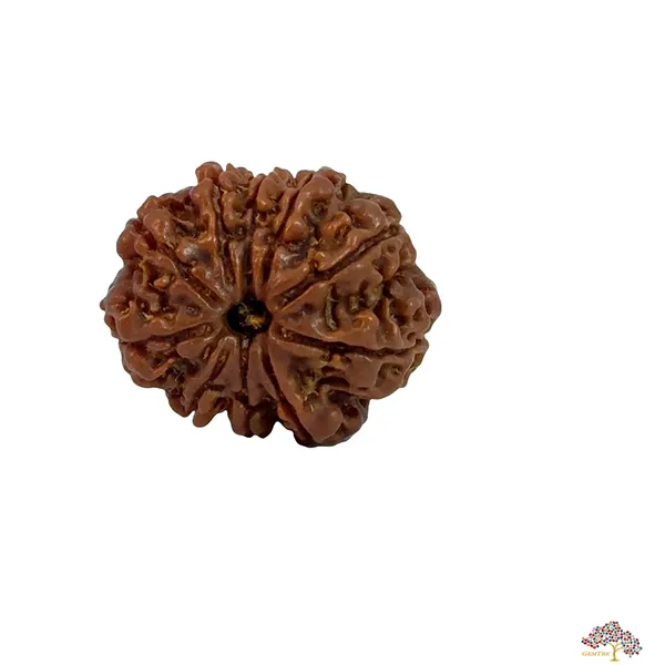 10_Mukhi_Nepali_Rudraksha