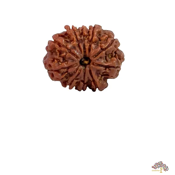10_Mukhi_Nepali_Rudraksha