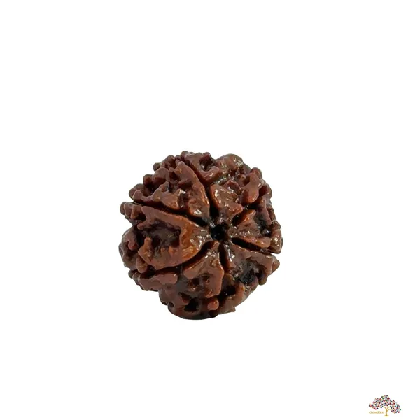 6_Mukhi_Nepali_Rudraksha