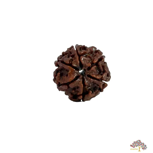 6_Mukhi_Nepali_Rudraksha