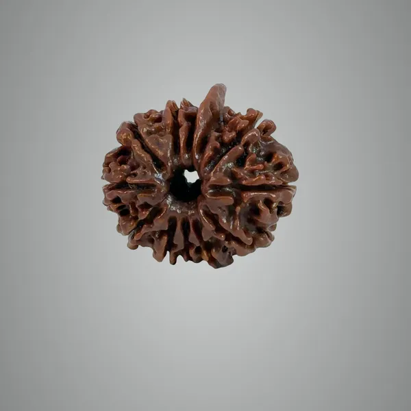 12_Mukhi_Nepali_Rudraksha