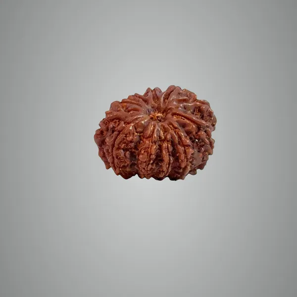 11_Mukhi_Nepali_Rudraksha
