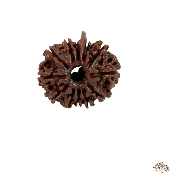 12_Mukhi_Nepali_Rudraksha