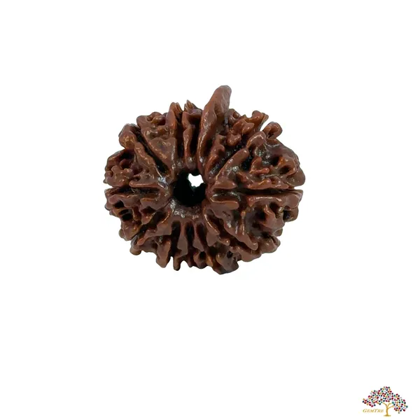 12_Mukhi_Nepali_Rudraksha