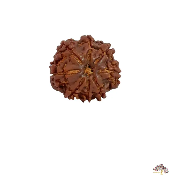 8_Mukhi_Nepali_Rudraksha