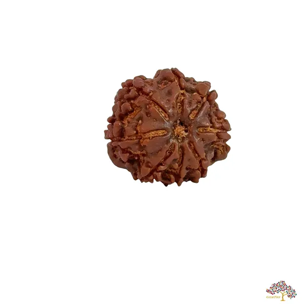 8_Mukhi_Nepali_Rudraksha
