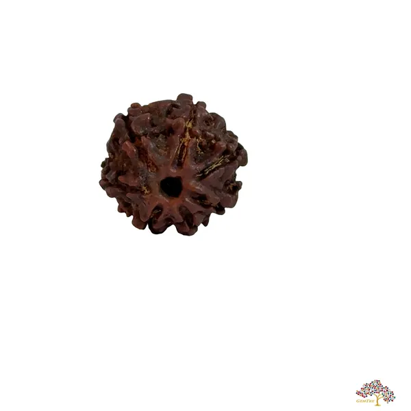 7_Mukhi_Nepali_Rudraksha