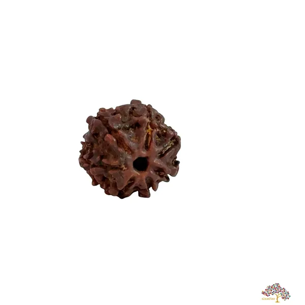 7_Mukhi_Nepali_Rudraksha