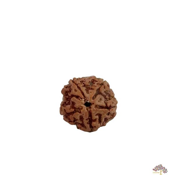 5_Mukhi_Nepali_Rudraksha