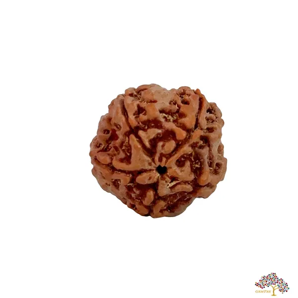 5_Mukhi_Nepali_Rudraksha
