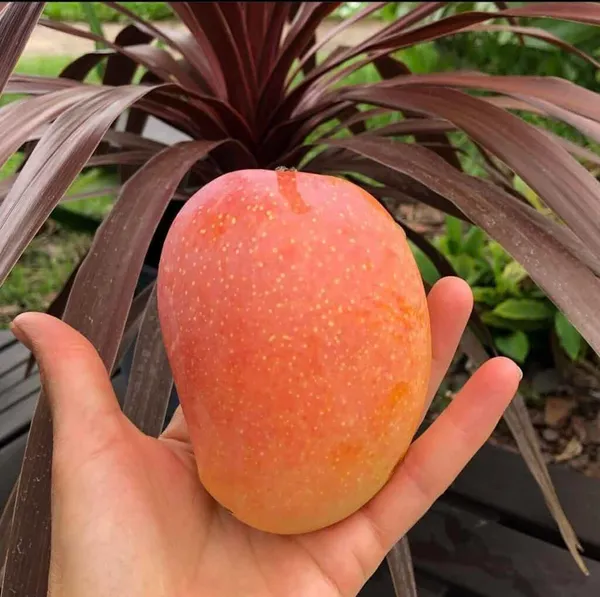 Kesar__Grafted_Mango_Plant.