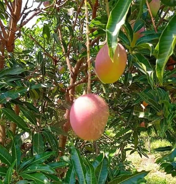 Kesar__Grafted_Mango_Plant.