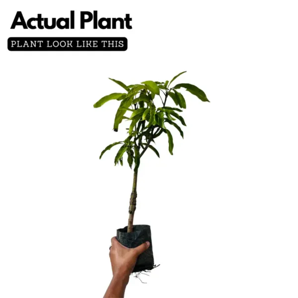 Kesar__Grafted_Mango_Plant.