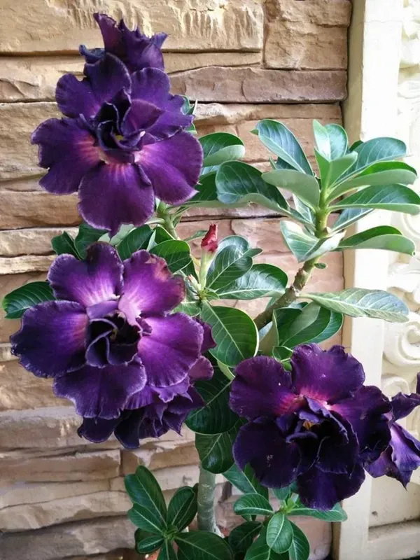 Purple_Adenium_Plant_-_Grafted_&_Perennial
