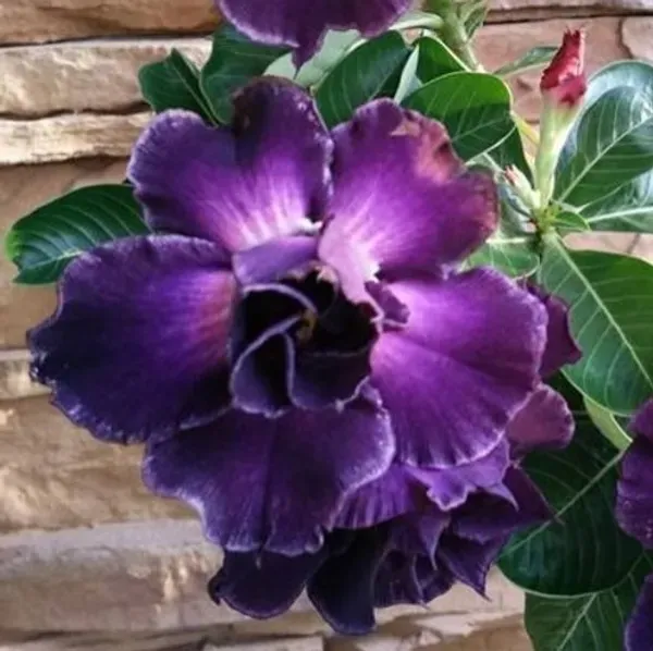 Purple_Adenium_Plant_-_Grafted_&_Perennial