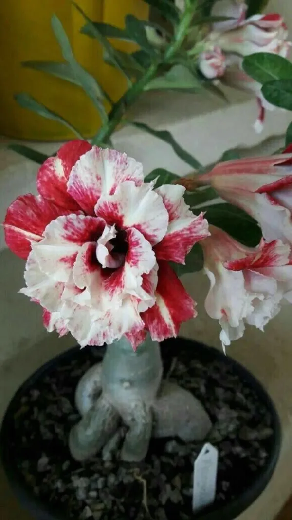Multicolor_Adenium_Plant_Combo_Pack_Of_4_-_Perennial