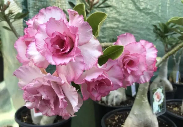 Multicolor_Adenium_Plant_Combo_Pack_Of_4_-_Perennial