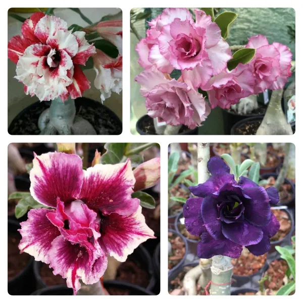 Multicolor_Adenium_Plant_Combo_Pack_Of_4_-_Perennial