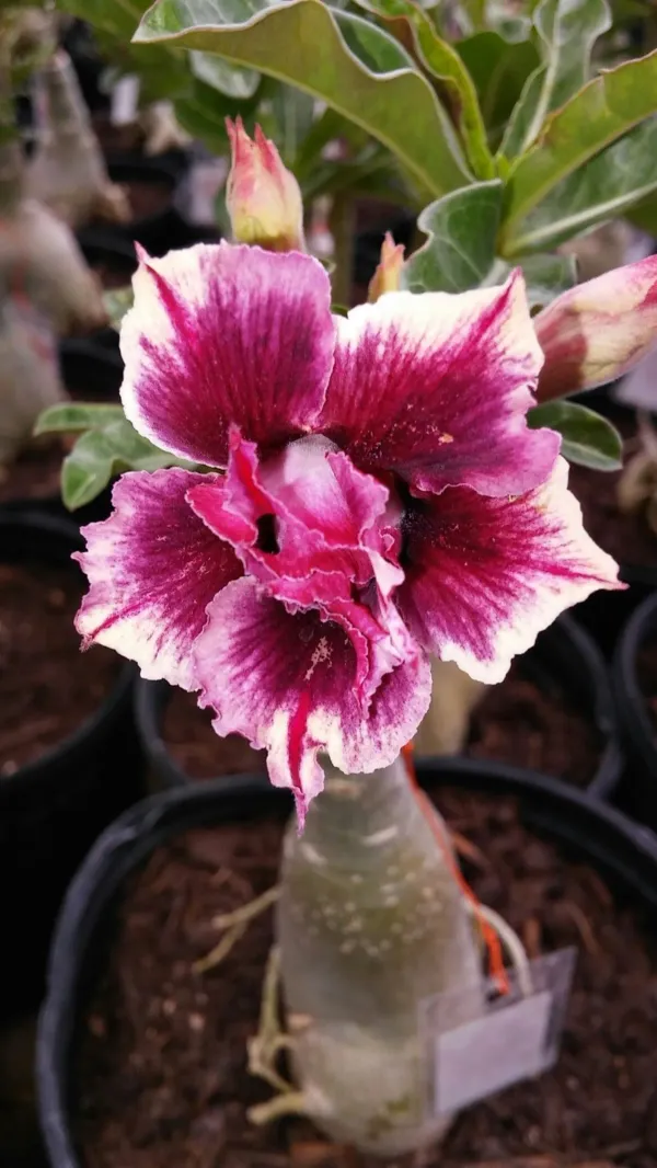 Multicolor_Adenium_Plant_Combo_Pack_Of_4_-_Perennial