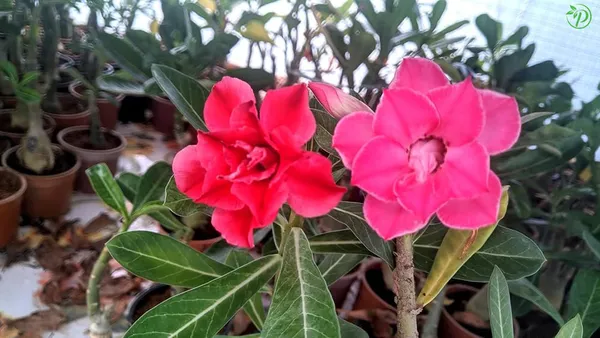 Multicolor_Adenium_Plant_Combo_Pack_Of_6_-_Grafted_&_Perennial