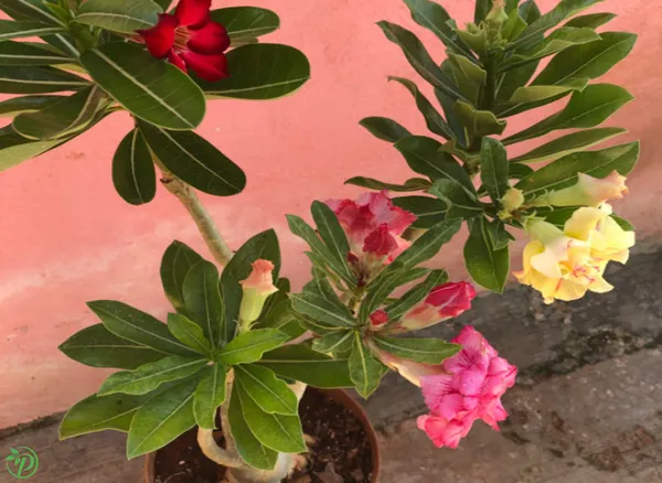 Multicolor_Adenium_Plant_Combo_Pack_Of_6_-_Grafted_&_Perennial