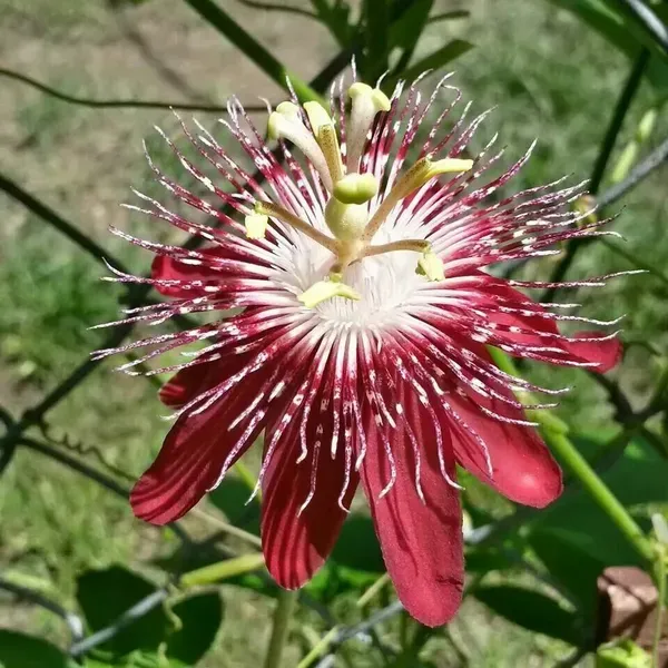 Purple_Passion_Plant_-_Grafted_&_Perennial