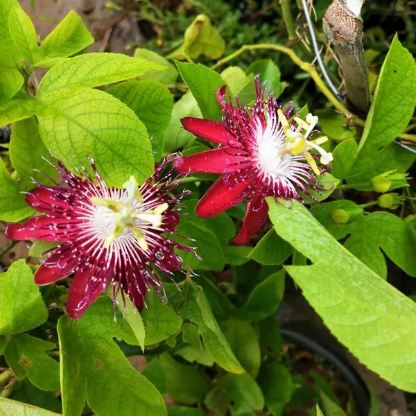 Purple_Passion_Plant_-_Grafted_&_Perennial