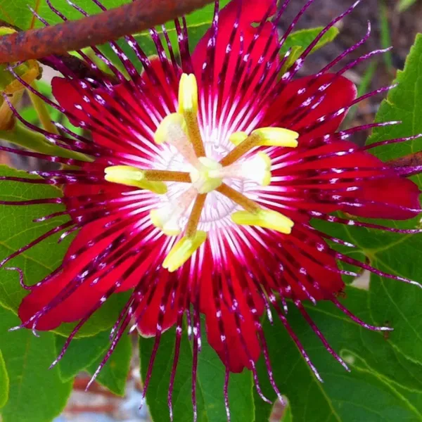 Purple_Passion_Plant_-_Grafted_&_Perennial