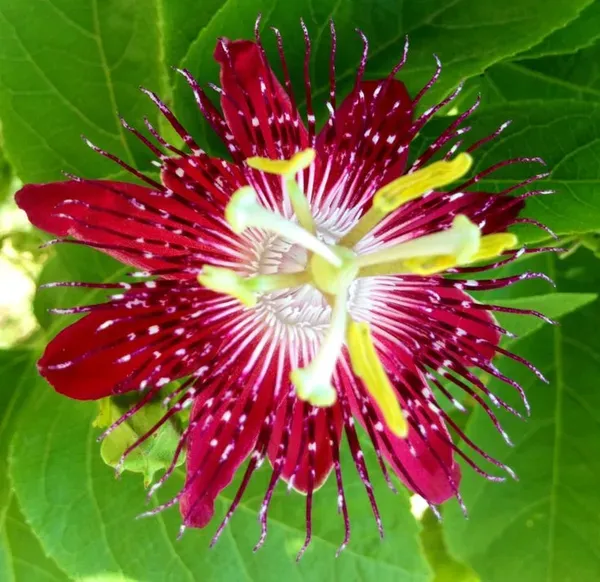 Purple_Passion_Plant_-_Grafted_&_Perennial