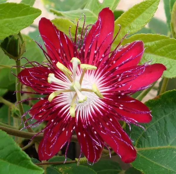 Purple_Passion_Plant_-_Grafted_&_Perennial