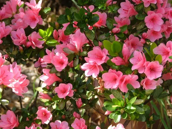 Pink_Azalea_Plant_-_Grafted_&_Perennial