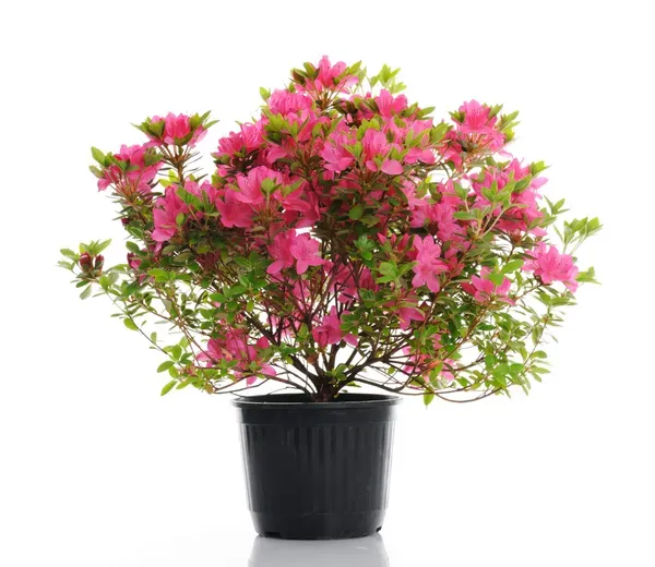 Pink_Azalea_Plant_-_Grafted_&_Perennial