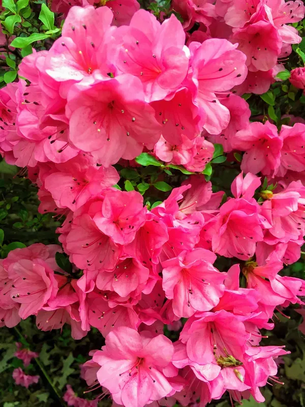 Pink_Azalea_Plant_-_Grafted_&_Perennial