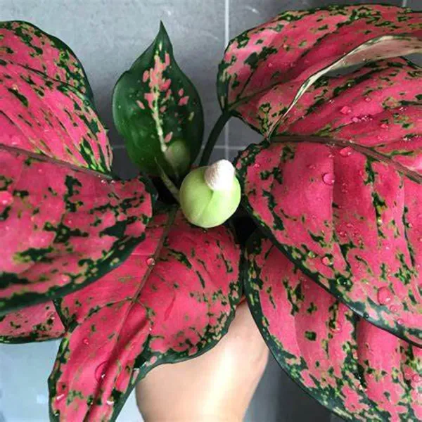 Red_Aglaonema_Air_Purifying_Indoor_Plant_-_Grafted_&_Perennial